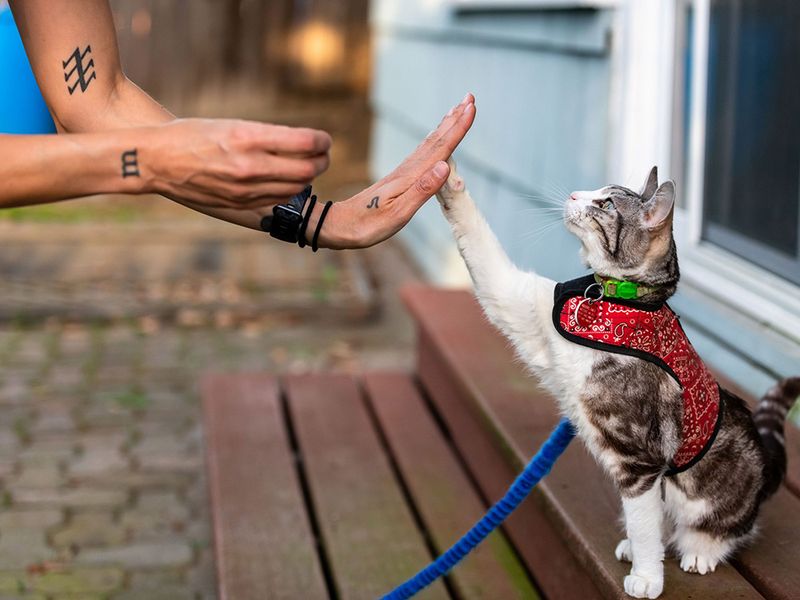 Clicker Training
