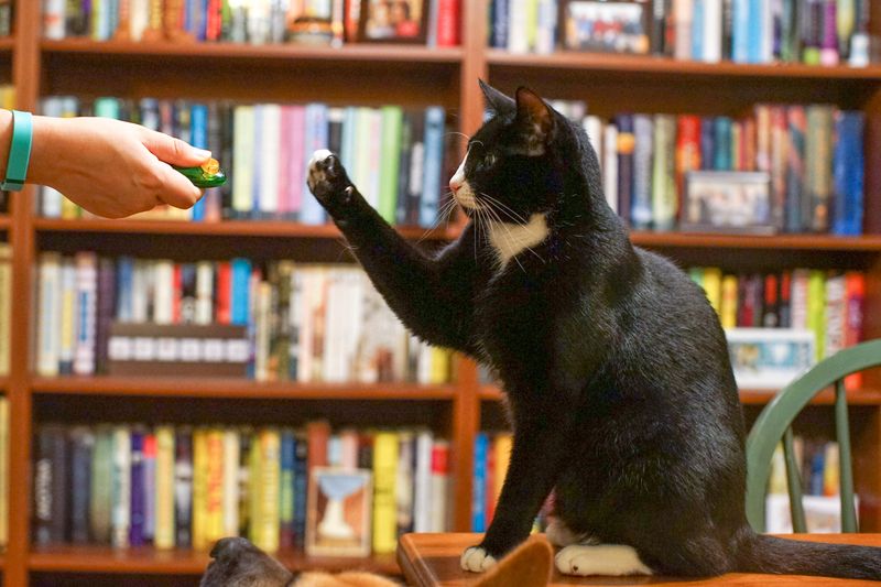 Clicker Training: Rewarding Your Cat's Inner Hunter