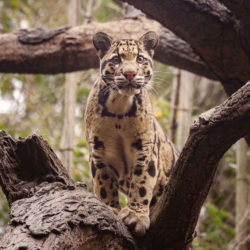 Clouded Leopard