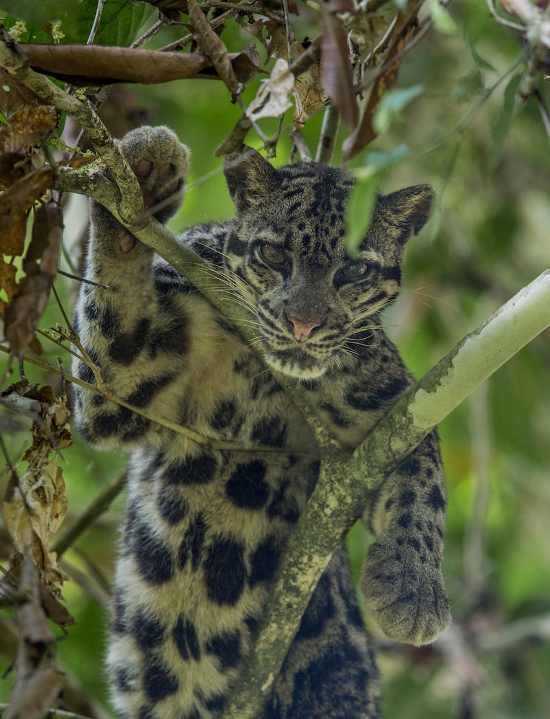Clouded Leopard