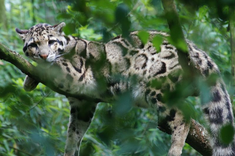 Clouded Leopard