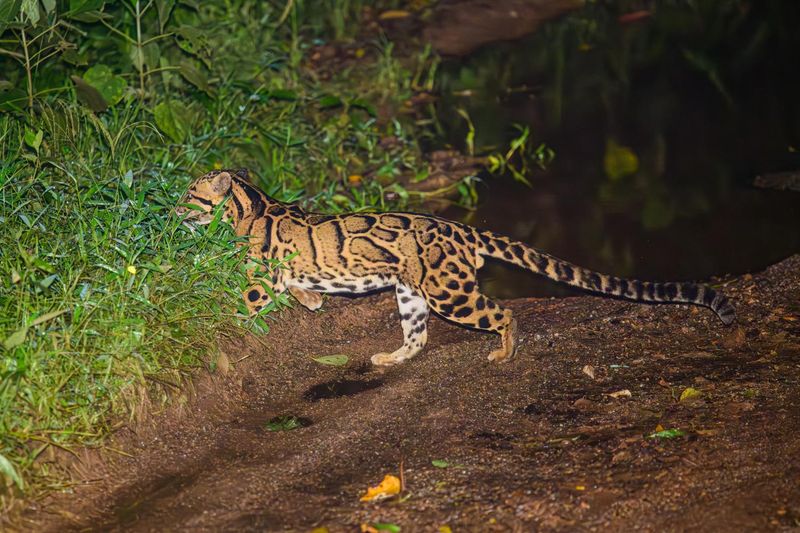 Clouded Leopard