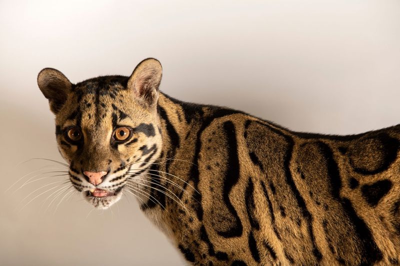 Clouded Leopard (Neofelis nebulosa)