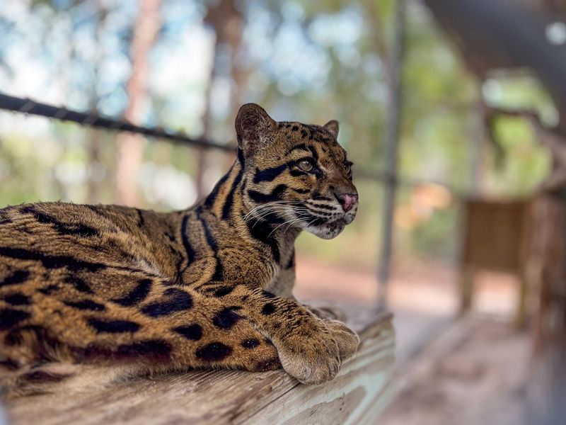 Clouded Leopard: The Acrobatic Mystery Cat