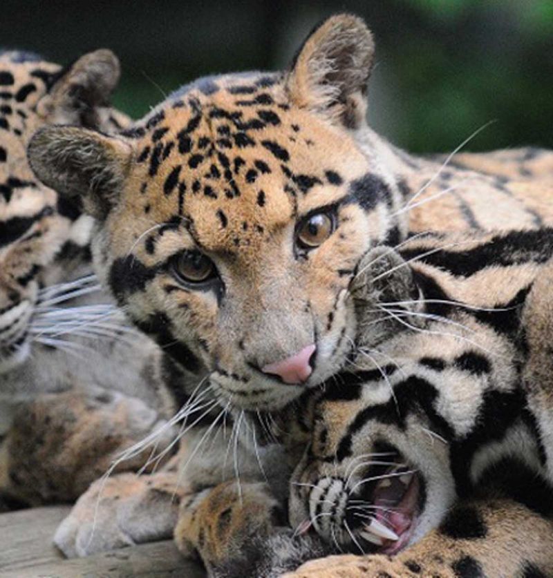 Clouded Leopard