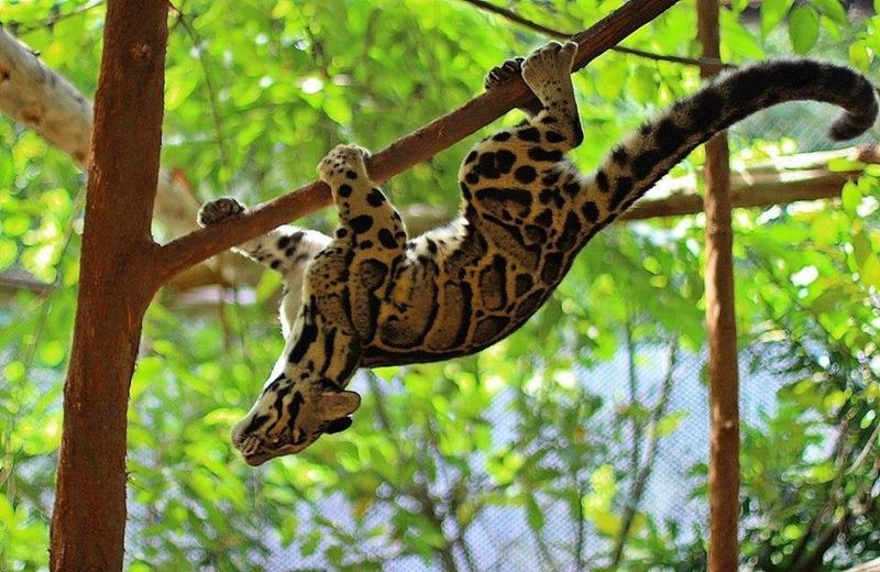 Clouded Leopard’s Rotating Ankles
