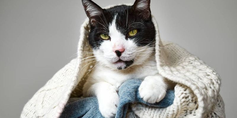 Coarse Wool: The Itchy Irritation