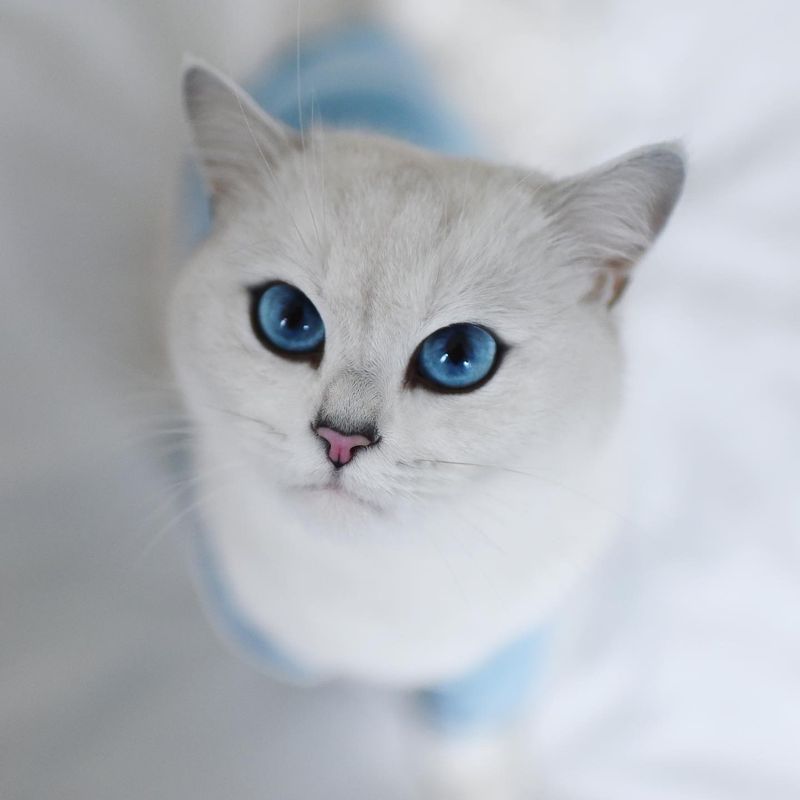 Coby the Cat (@cobythecat)