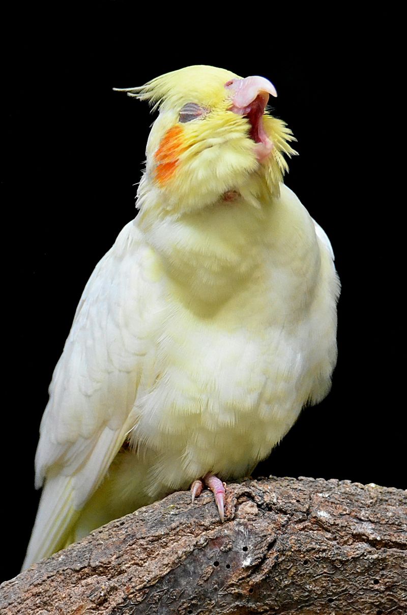 Cockatiel