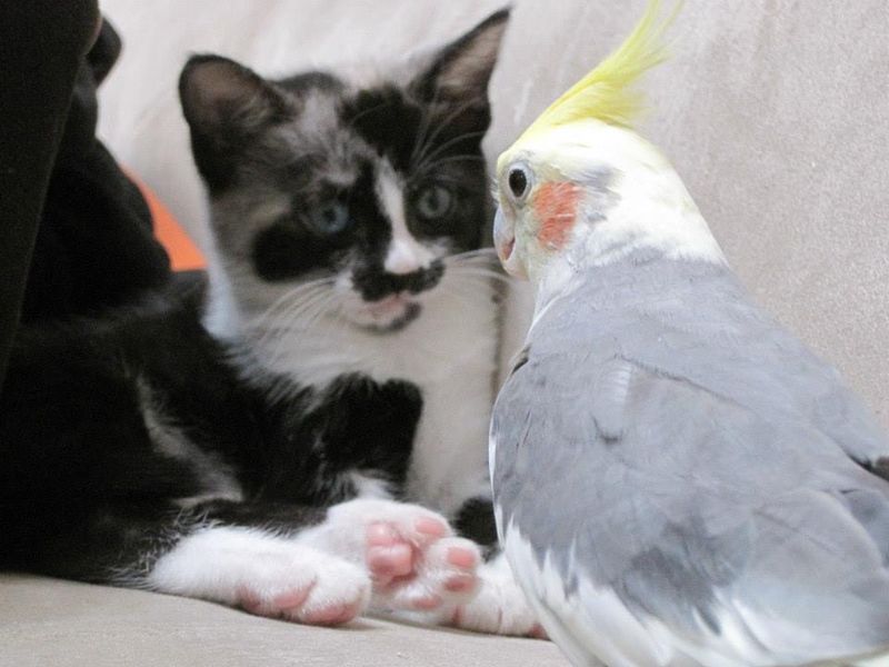 Cockatiel