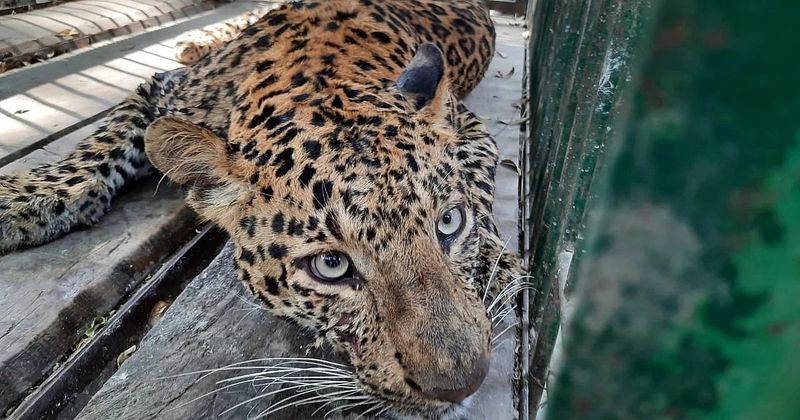 Coexistence Tactics and Human Habituation