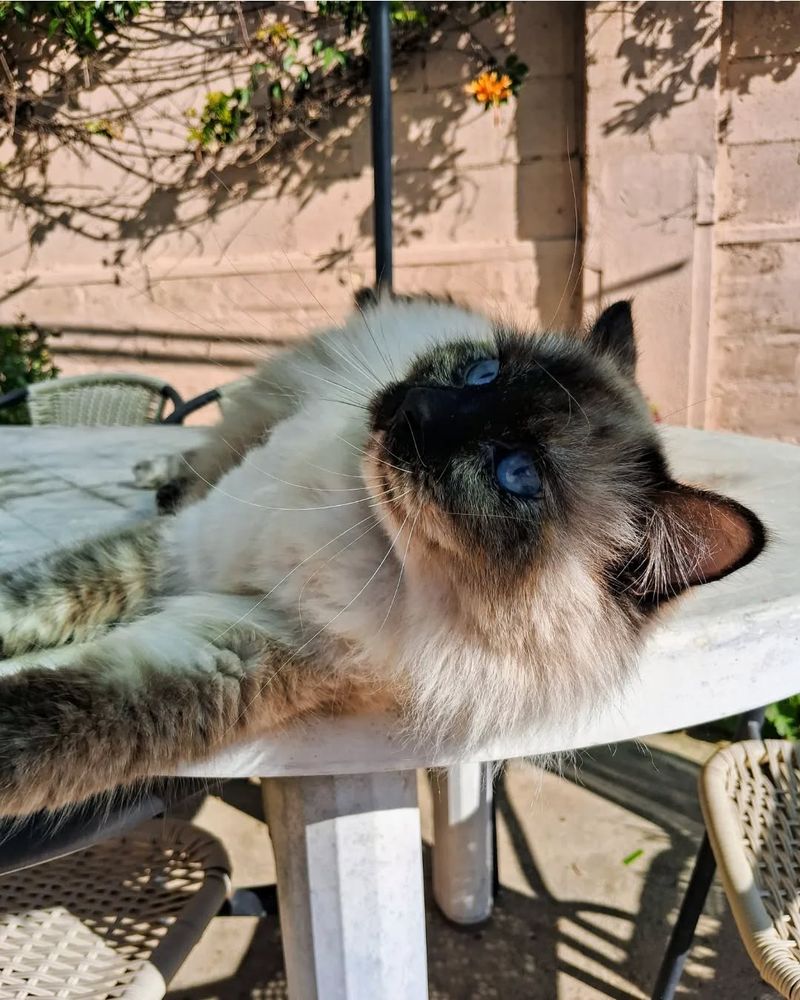Color-Changing Magic: The Birman's Evolving Coat