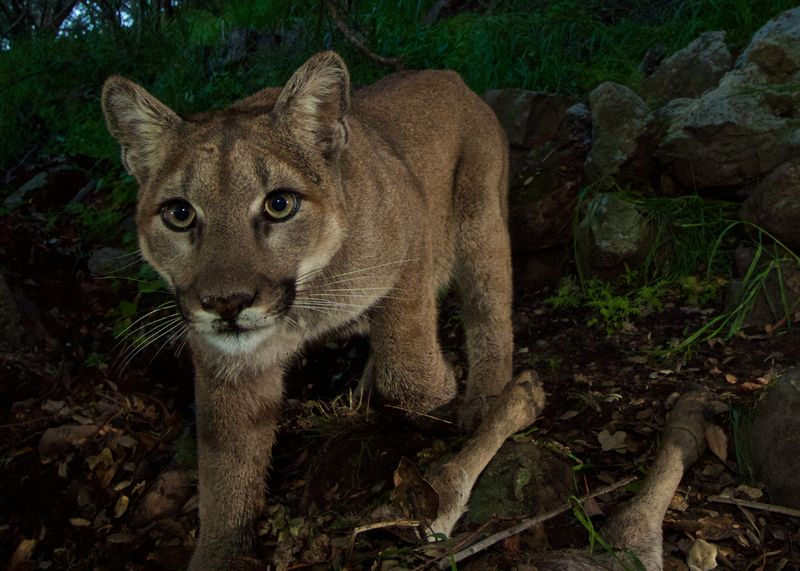 Colorado's Cougar Country