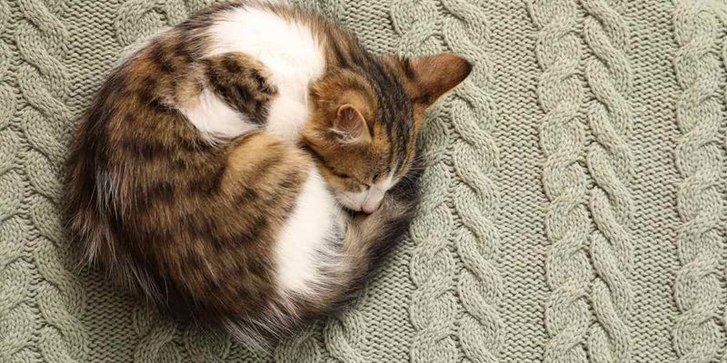 Comfort Seekers