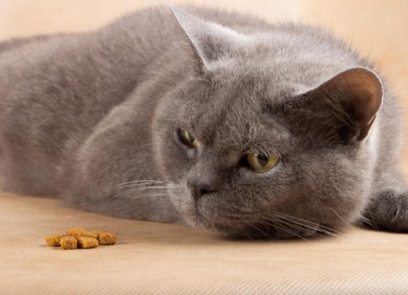 Complete Loss of Appetite
