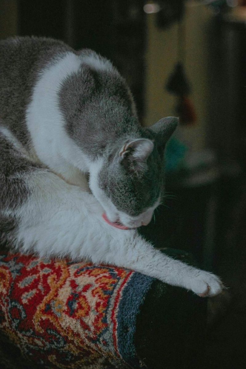Compulsive Grooming (Overgrooming)