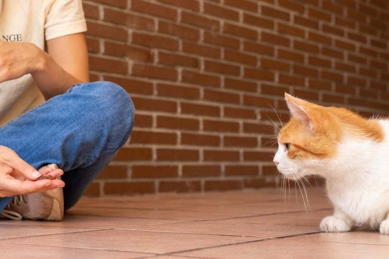 Confusing Punishment With Training