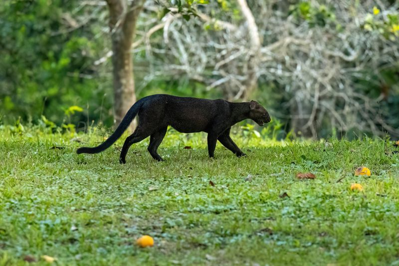 Conservation Challenges Facing This Overlooked Species