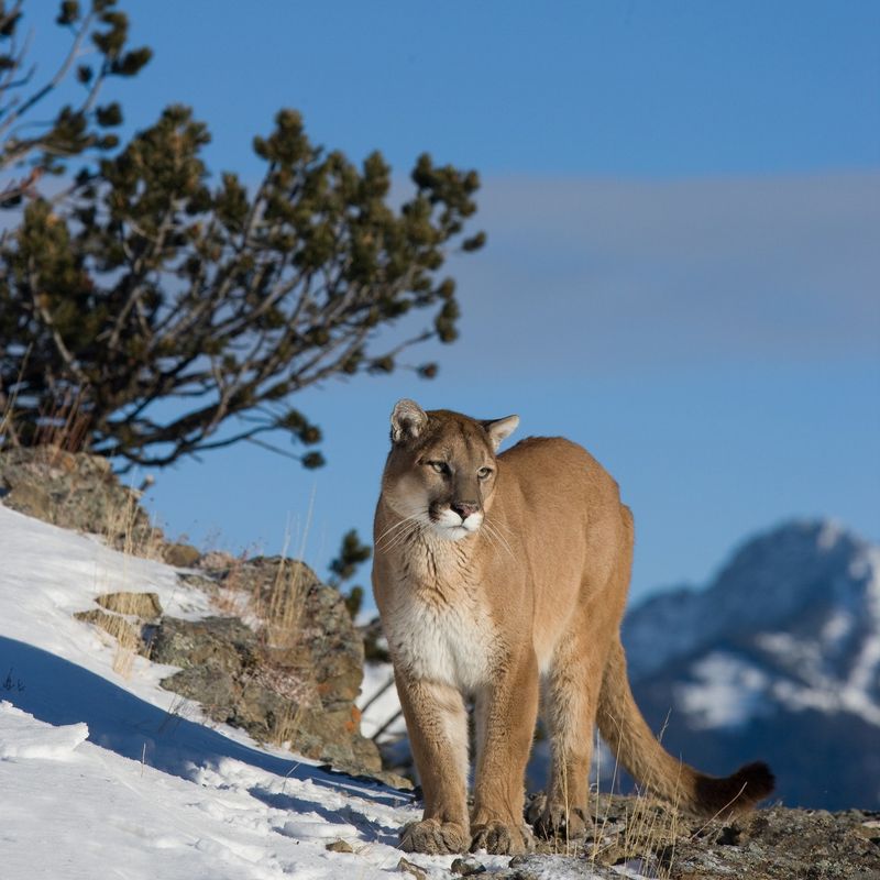 Conservation Status and Future Outlook