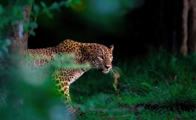 Conservation and Tracking Efforts