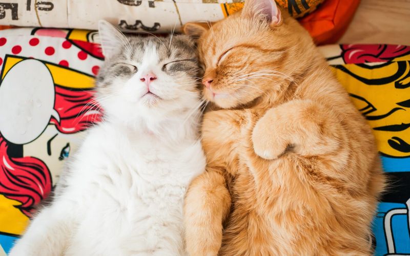 Consider Another Companion (with Care)