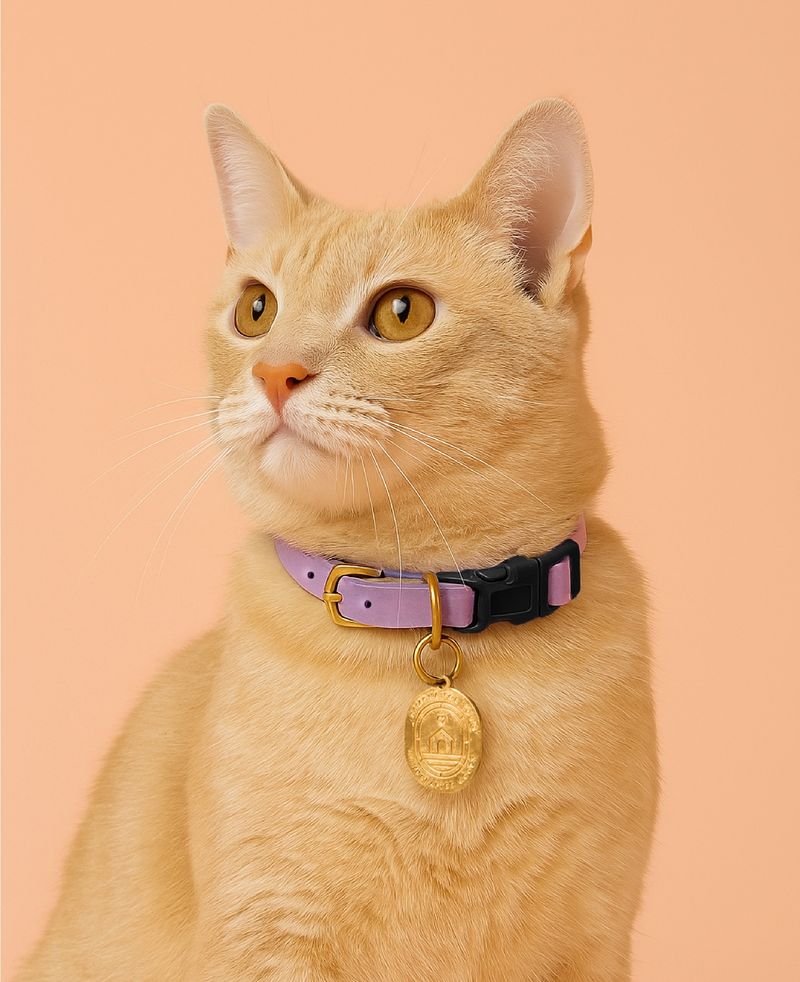 Consider a Bell Collar