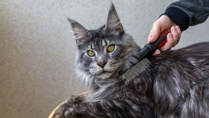Constant Grooming Demands