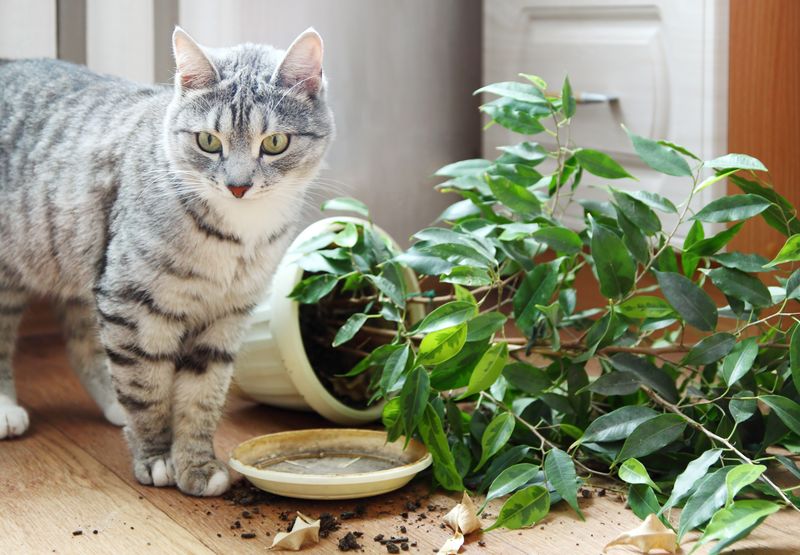 Constant Vigilance for Household Dangers