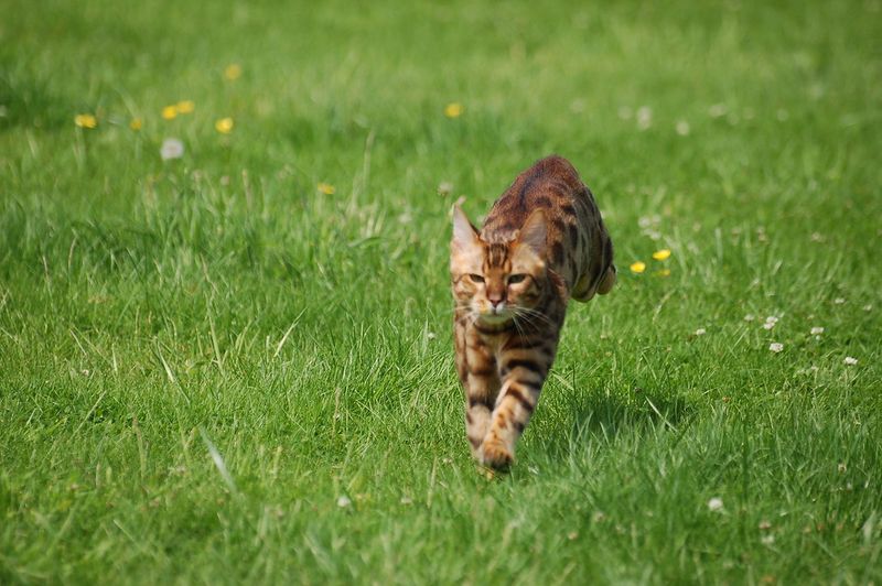 Constant Zoomies