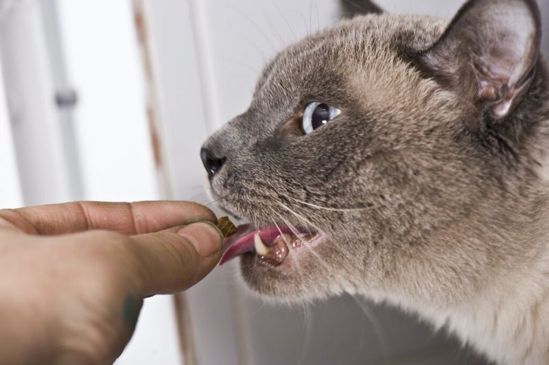 Contact a Veterinarian or Poison Control