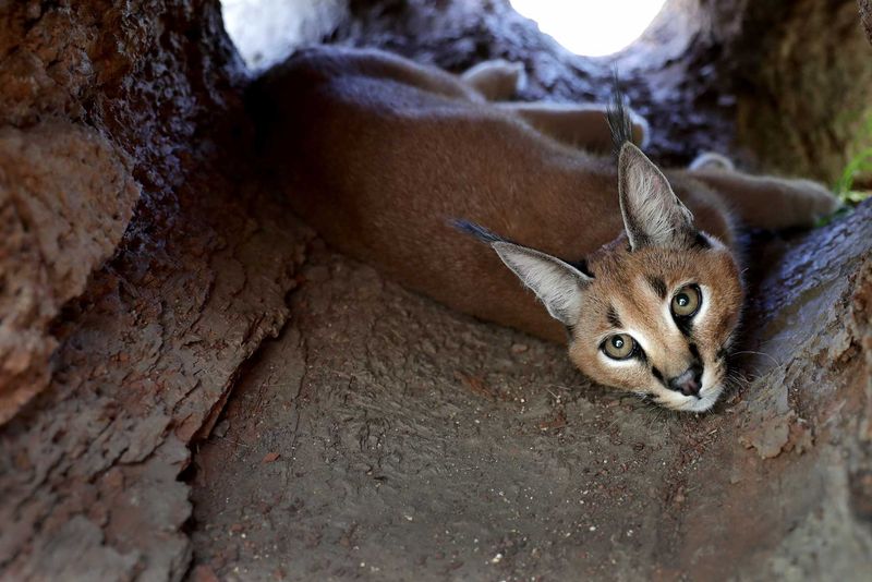 Contributing to Big Cat Research