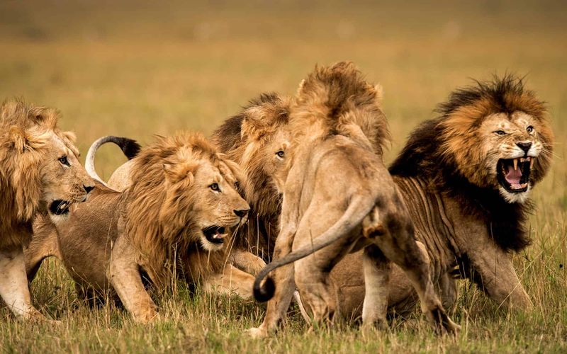 Cooperative Hunting (Lions)