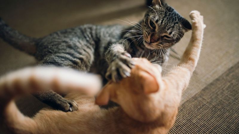 Cooperative Play Fighting