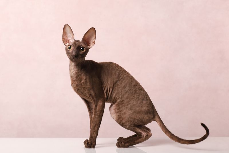 Cornish Rex