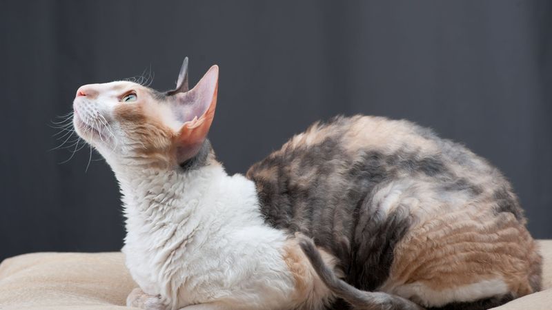 Cornish Rex