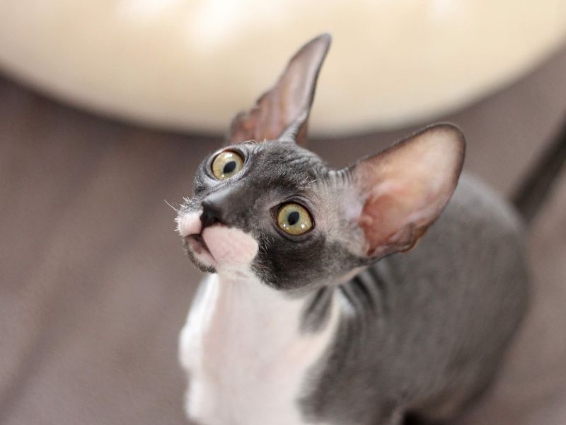 Cornish Rex
