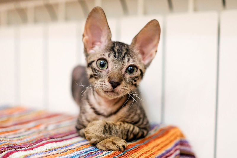 Cornish Rex