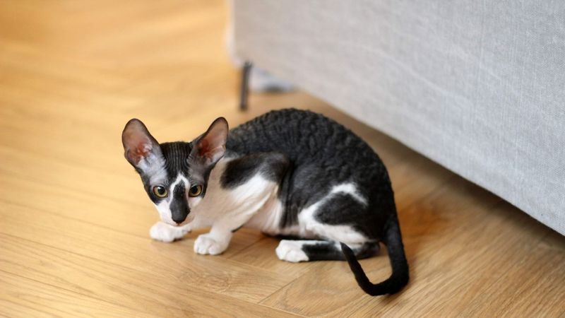 Cornish Rex
