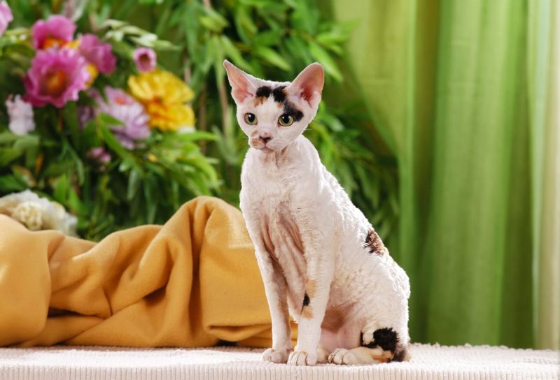 Cornish Rex