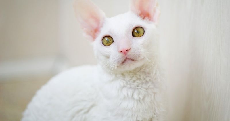 Cornish Rex