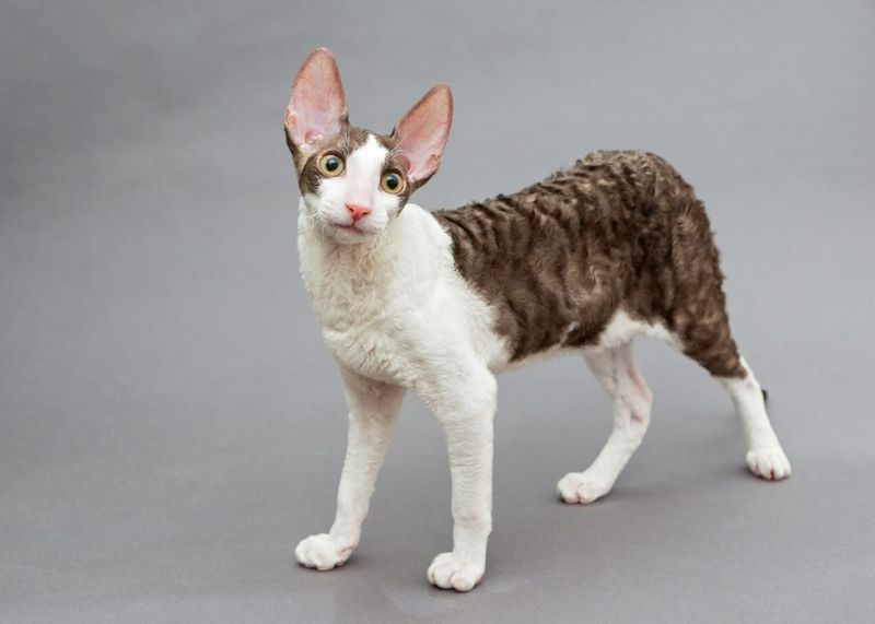 Cornish Rex