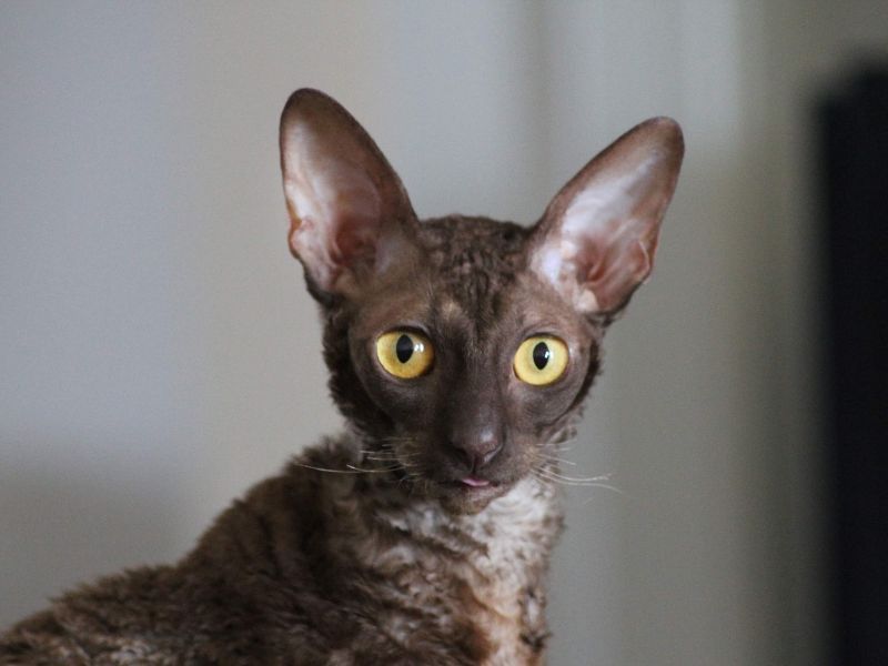Cornish Rex