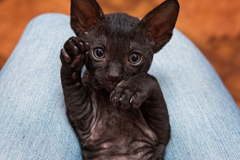 Cornish Rex