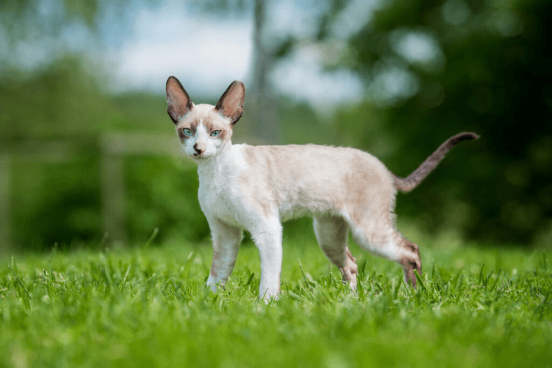 Cornish Rex