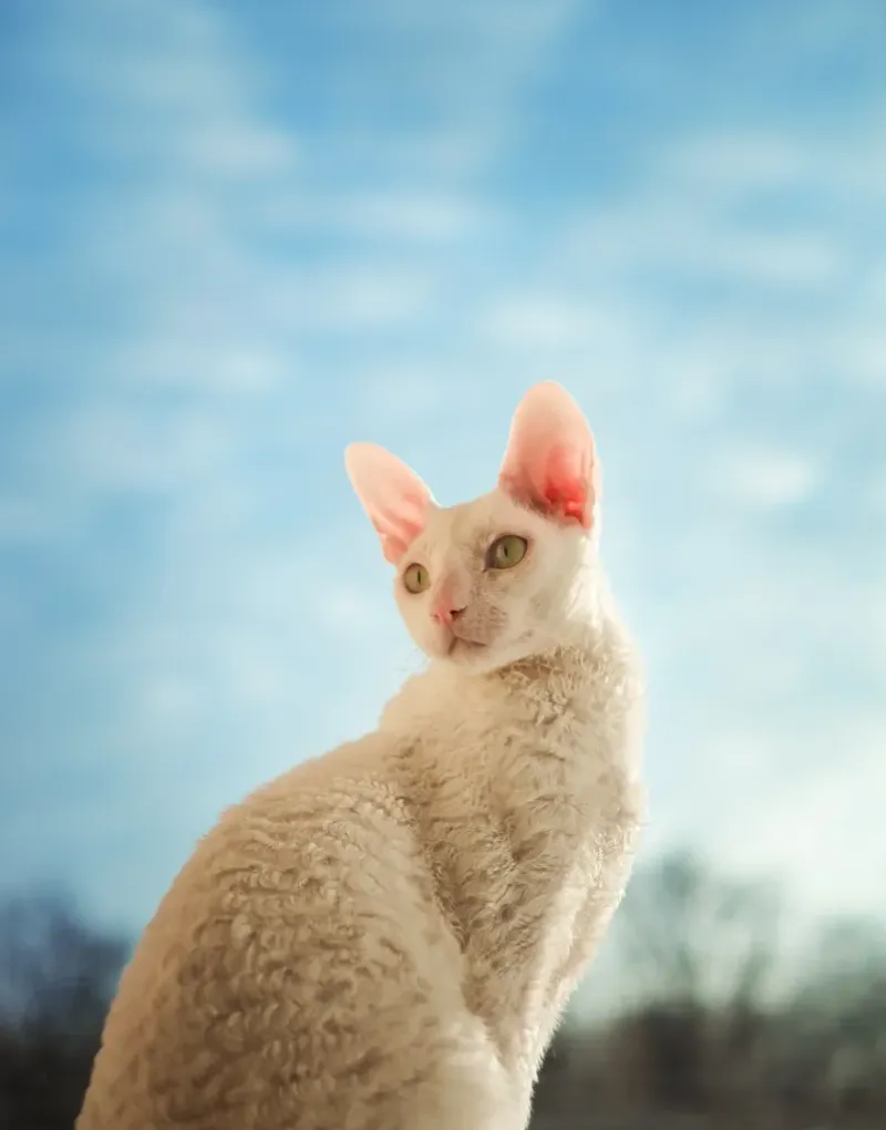 Cornish Rex