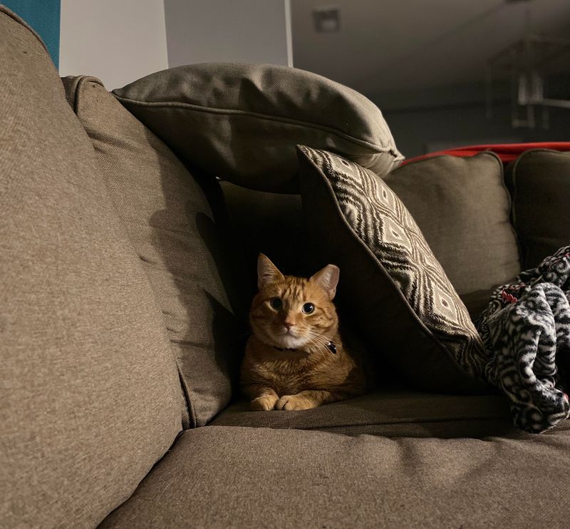 Couch Cushions