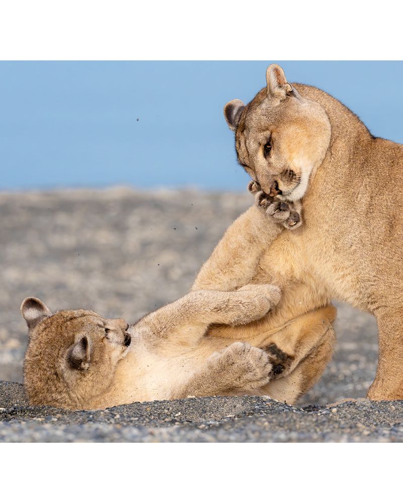 Cougar's Extended Curriculum: North America's Most Dedicated Teacher