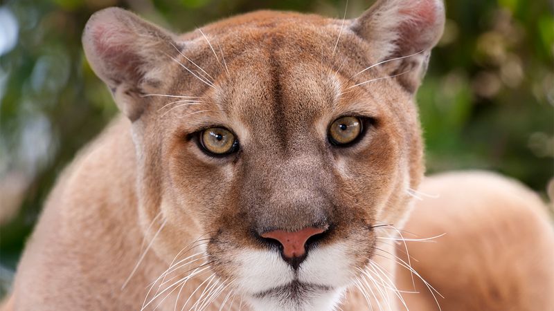 Cougar / Mountain Lion (Puma concolor)