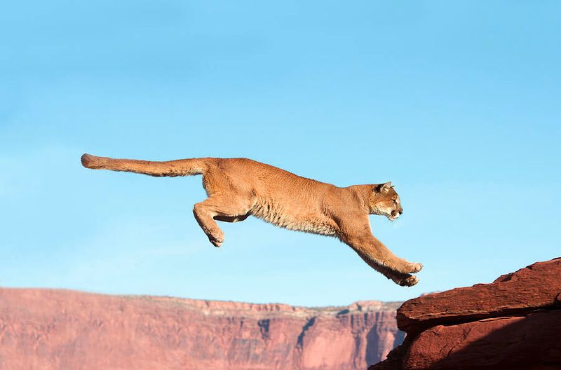 Cougar (Mountain Lion)