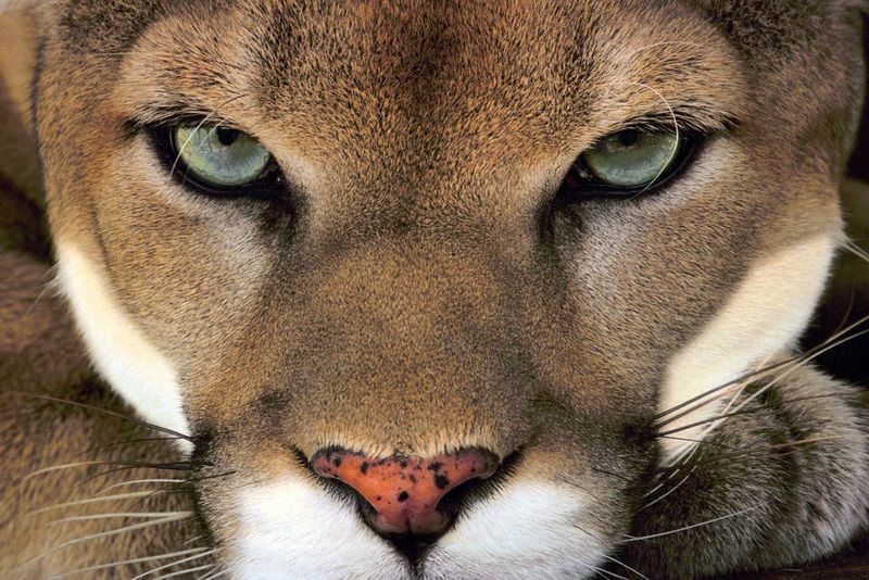 Cougar (Puma concolor)